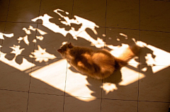 德国的阳光采集到猫咪 动物