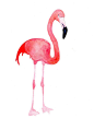 flamingo