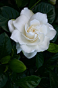 Gardenia Bush -my favorite Southern flower: 