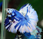 siamese fighting fish blue - Google Search