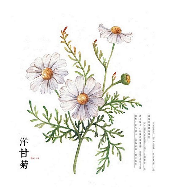 洋甘菊(Daisy)：促进消化、安神助眠...