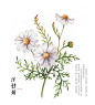 洋甘菊(Daisy)：促进消化、安神助眠、消除头痛，适合餐前及睡前饮用。可以加入蜂蜜制作成杨安居蜜茶，或融入绿茶、柠檬和玫瑰花，让其含有丰富的维生素C、E，能抗老化、润泽肌肤。