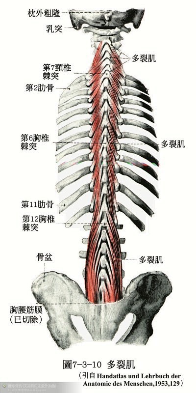 人体解剖--骨骼，肌肉很全面的套图