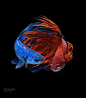 Betta fish by Kidsada Manchinda on 500px