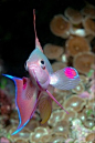 Beautiful Anthias pink pink, Bligh Water, Fiji ~ jd