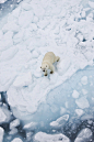 Polar Bear on Ice By pilapix