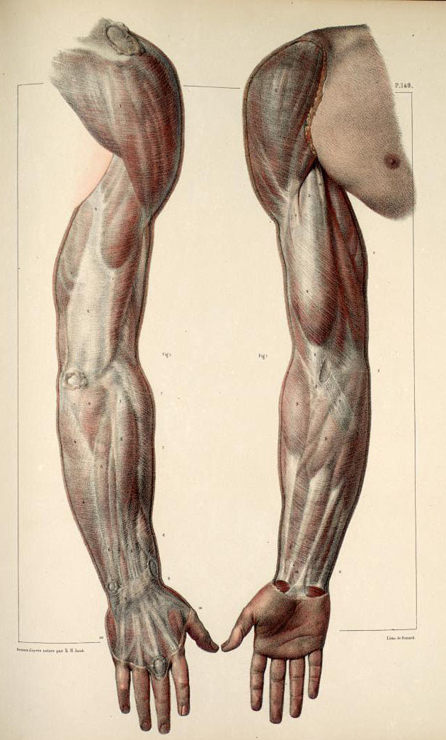 人体肌肉与骨骼
