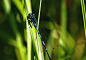 Dragonfly  - Anisoptera #1