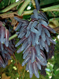 karnythia:

southcarolinaboy:

fuzzyhorns:

malformalady:

Purple Witch Finger grapes on the vine. The elongated berry is a characteristic that originated in the University of Arkansas grape-breeding program.
U of A Division of Agriculture photo courtesy