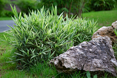 αΒ偏┈→Α采集到建筑、景观【园艺、花境、植物】