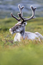 Reindeer4 by markotapio on deviantART