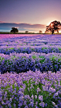 陪你去看繁花世界，紫色的熏衣草田