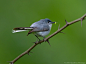 Photograph Blue-gray Gnatcatcher by Geoffrey Montagu on 500px