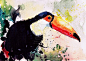 Toucan by bemain on DeviantArt: 