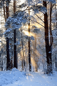 灬铃兰灬采集到冰雪童话