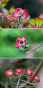 花水木，是山茱萸属的木本植物，每年四月下旬至五月上旬会开出白色或粉色的花朵，秋天结红色果实。花水木的花语为感谢、回礼。_番石榴的收藏_我喜欢