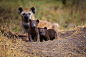 Photograph Hyena Pups by David Lloyd on 500px