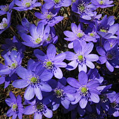 曙荆采集到风景·花