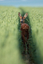 Photograph Roe deer - Chevreuil dans un champ de blé. by Alain Balthazard on 500px