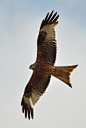 waasabi:

Red Kite by Nathan Hammonds