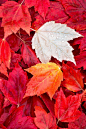 Maple Leaves by Michael Brandt