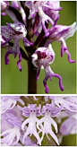 orchis italica 也叫……裸男花哈哈哈哈…它是一种兰花…好想种估计不行啦