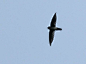 侏金丝燕 (Collocalia troglodytes) 雨燕目 雨燕科 侏金丝燕属
Pygmy Swiftlet | Pygmy Swiftlet (Collocalia troglodytes) A bird in flight