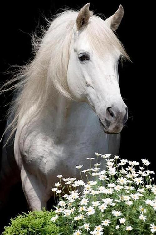 white horse