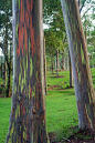 彩虹桉樹：它們會歷經多次樹皮脫落，每一次都是新的色彩。