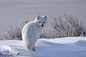 Polarfuchs by Thomas Schaeffer on 500px#北极狐##白##摄影##动物#北极狐你好美，北极狐你好萌