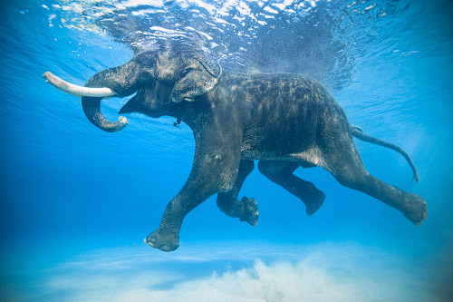 大象爱海洋
