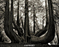 「时间长了，树真的是可以成精的」最近总会想到多雷有关但丁《神曲》中的一些插图，比如那幅著名的《自杀者的树林》，以及《但丁迷失在黑森林中》和《俾德丽采委托维吉尔》的黑暗背景，那些画面中的树，给我留下了极其深刻的印象。戳：O网页链接（来自@MONO猫弄 ）