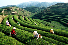 前路茫茫采集到茶山