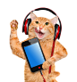 听音乐的猫咪图片素材