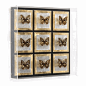 Limited Production Design & Stock: Artistic Mounted Gold & Silver Leaf Butterfly Collection * Plexi Glass Wall Box  * Sq: 18 inches Projection 3 inches * Only Few Remaining 