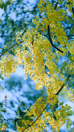 改了名希望能发财采集到花儿