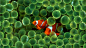 2560x1440 Clown Fish #鱼类# #小丑鱼# #珊瑚#