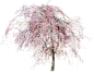 免抠PNG透明图片：树木、花树15个