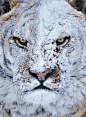 blazepress:

Tiger after a snow fight.