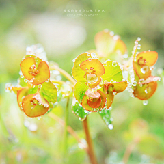 阡陌凝烟采集到❀荼蘼❀