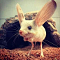 长耳跳鼠，“生活在沙漠米老鼠” ，长耳朵、长尾巴、长后腿 ，更神奇的是它还有猪鼻子^(*￣(oo)￣)^ ，神奇罕见又濒临灭绝的动物之一。