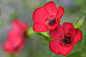 大花亚麻Linum grandiflorum金虎尾目亚麻科亚麻属
Linum grandiflorum by Ann Elliott on 500px