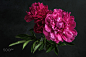 Beautiful pink peonies on dark background. Floral still life by Vladislav Nosick on 500px