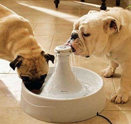 【宠物饮水器】
  
这款饮水器可以让你...