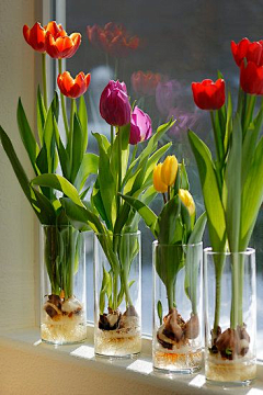 sharon青葙采集到郁金香tulips