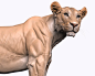 Lioness