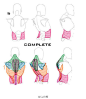 #绘画学习# 人体背部的肌肉设计构成与刻画要点（by HumanNature84 ）