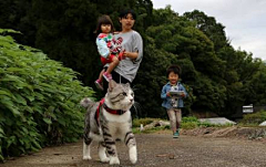 老迷信采集到猫