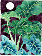 新西兰艺术家Mango Frooty水彩植物作品