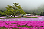 花境及主景树